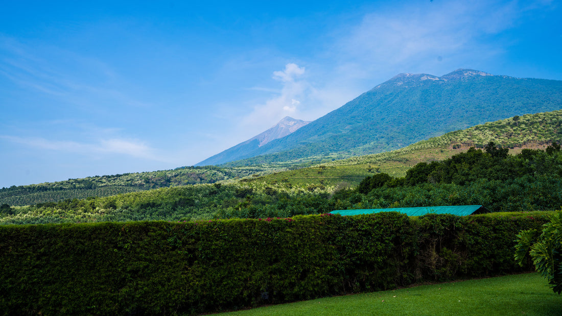 Guatemala | Coffee Origin Report