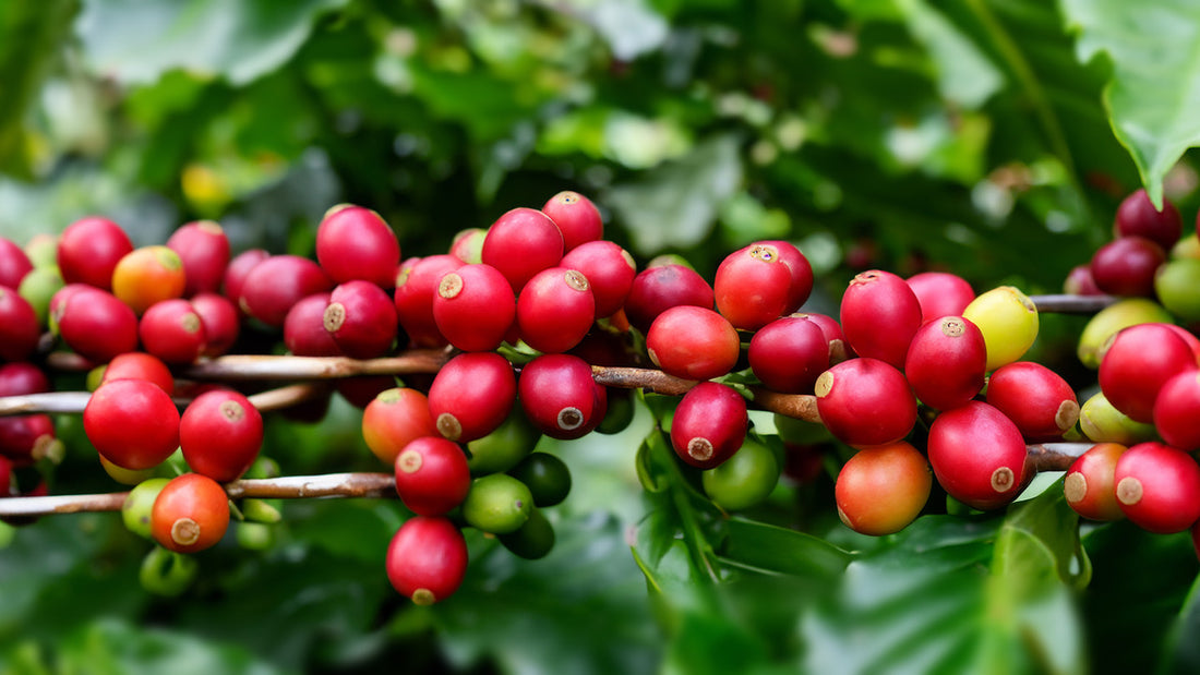 Gesha Coffee Farming Characteristics